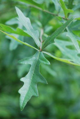 Quercus nigra - dub černý - list